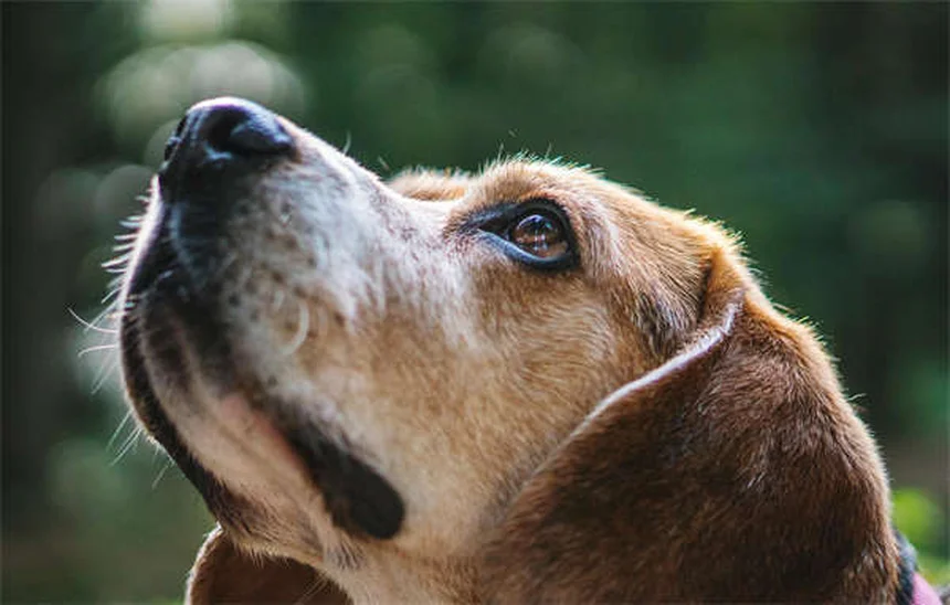 愛犬が「怒ってる」は誤解？犬の本当の感情と正しい見分け方
