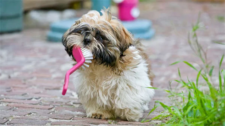 愛犬が「怒ってる」は誤解？犬の本当の感情と正しい見分け方