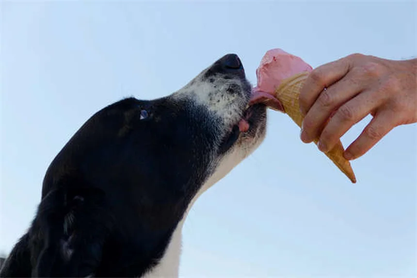 愛犬が「怒ってる」は誤解？犬の本当の感情と正しい見分け方