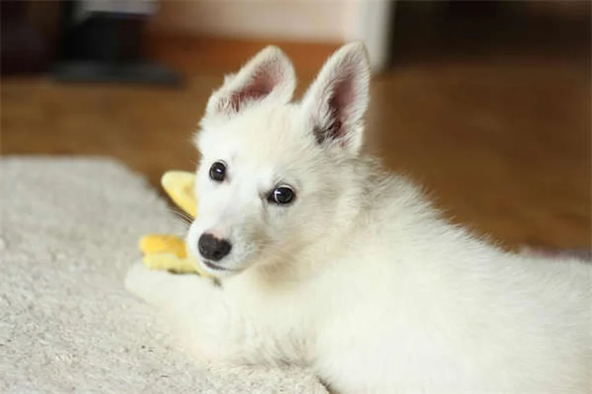 ペットホテルの危険信号8選｜愛犬・愛猫を守るチェックポイント