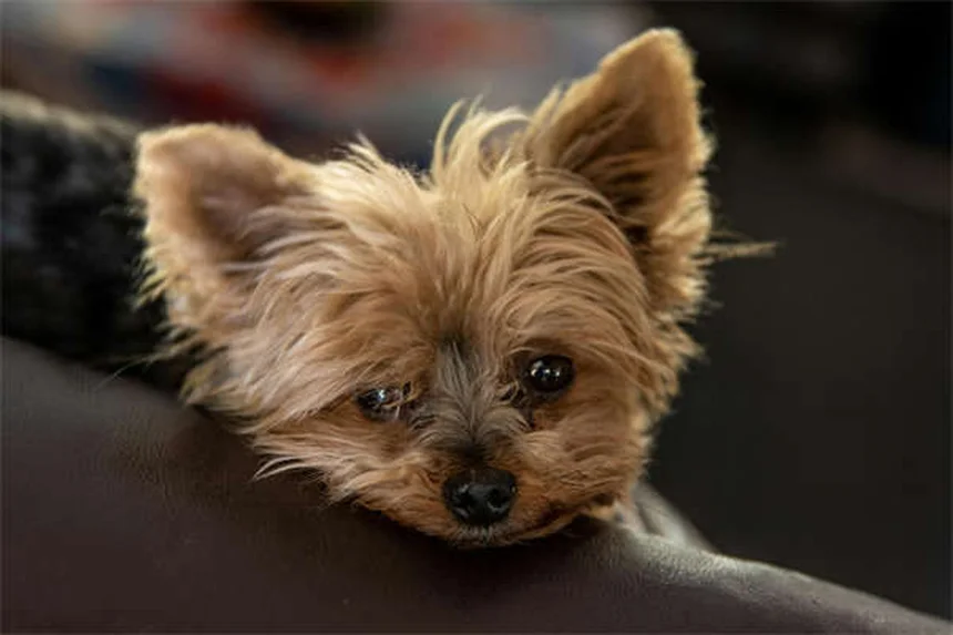 子犬が噛む理由と、安全にやめさせる7つのステップ