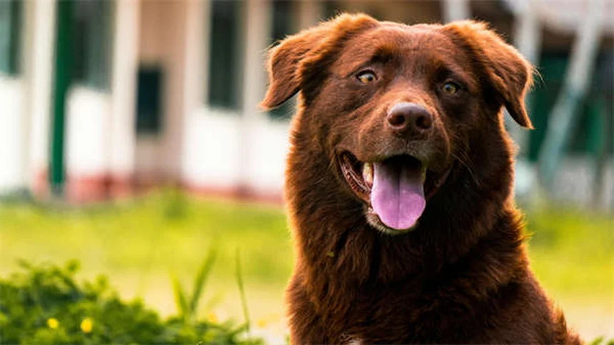 子犬が噛む理由と、安全にやめさせる7つのステップ