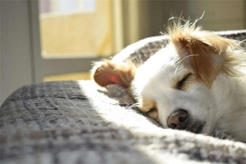 犬の代替療法で知っておきたい3つの最新治療法