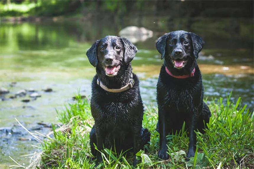 犬のヒゲは切っていい？役割と正しいケア方法を解説