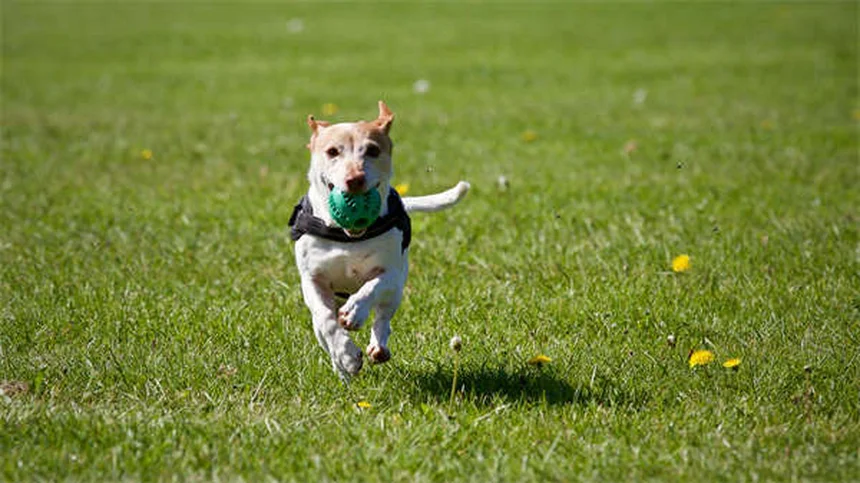 シニア犬は何歳から？小型犬と大型犬で違う老犬ケアのポイント