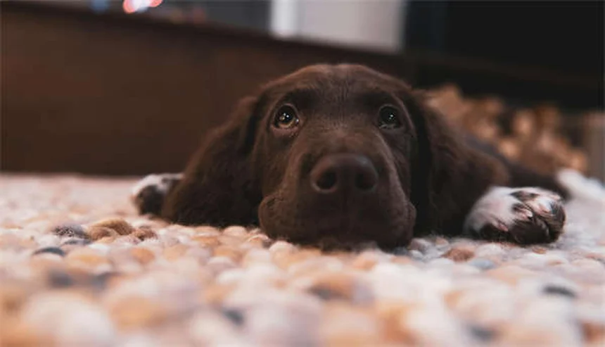 馬の狂犬病とは？症状・予防法を獣医師が徹底解説