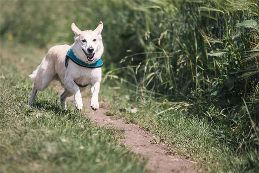 大型犬の健康管理完全ガイド｜ライフステージ別ケア方法