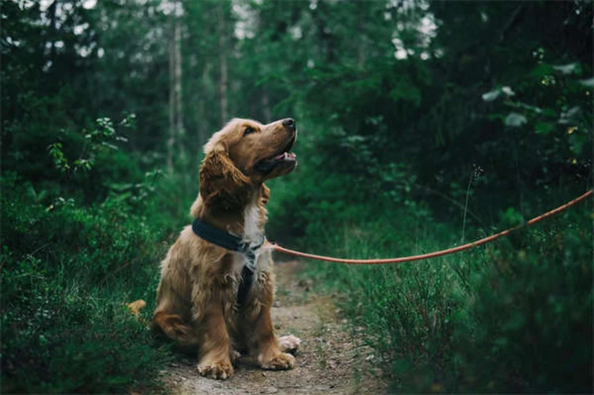 犬の乗り物酔いに効くメクリジンの効果的な使い方【獣医師監修】