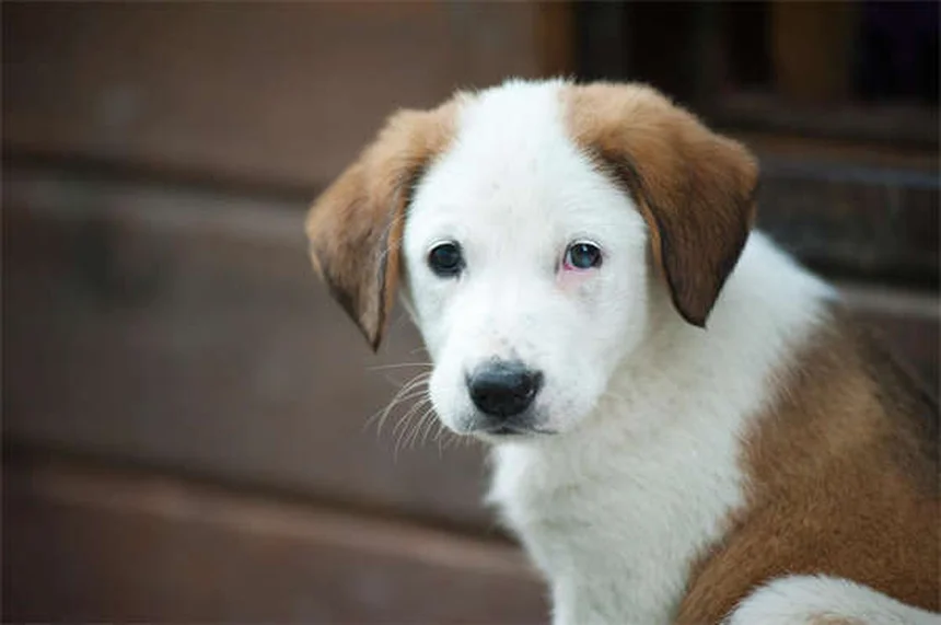 子犬の初夜を乗り切る！経験者が教える7つの対策