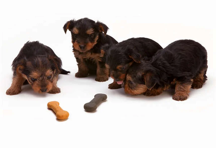 猫のノミダニ薬中毒、犬用が危険な理由と予防策