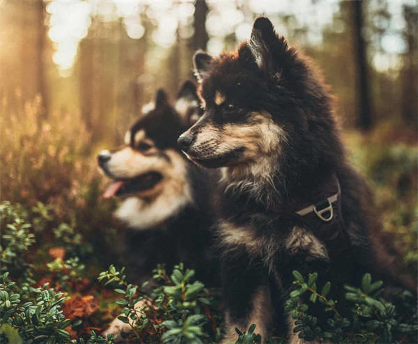 犬は自分の死を察知できる？実際のサインと獣医師の見解