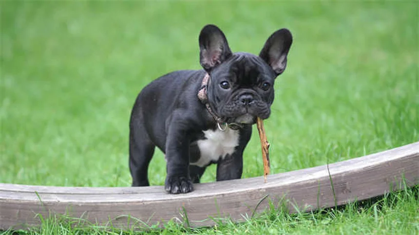 犬と楽しむエクストリームスポーツ8選！あなたの愛犬にぴったりのアクティビティを見つけよう