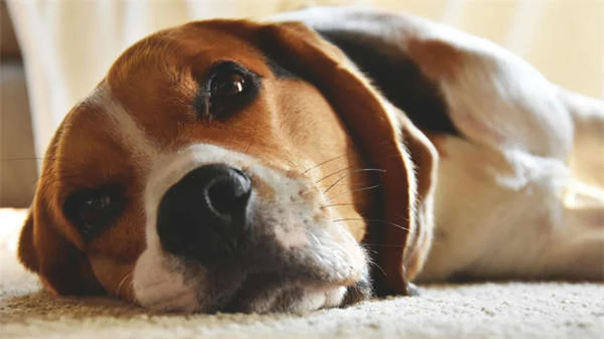 犬と楽しむエクストリームスポーツ8選！あなたの愛犬にぴったりのアクティビティを見つけよう