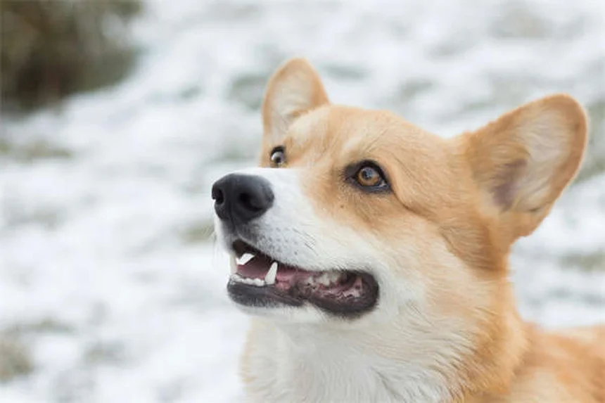 子犬のストラングルとは？症状・治療法を獣医が解説