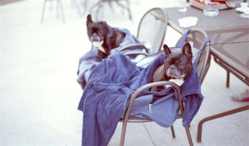 犬の関節炎対策｜寒い季節に知っておきたいケア方法5選