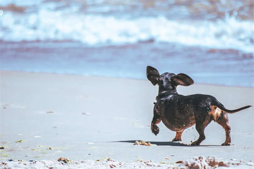 犬の去勢は行動にどう影響する？獣医が教える5つの変化