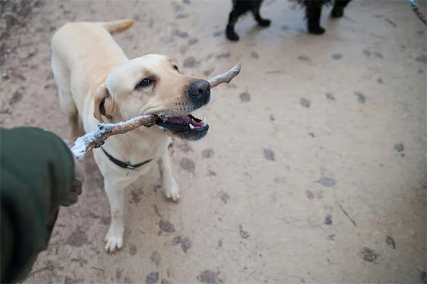 犬の抜け毛が多い原因と対策｜獣医師が教える正しいケア方法