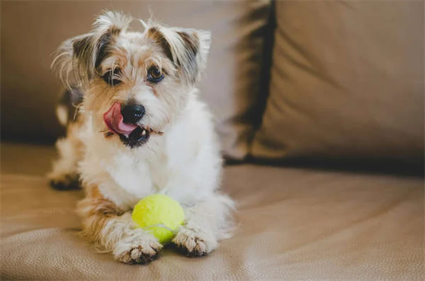 犬の肺高血圧症とは？症状・原因から治療法まで徹底解説