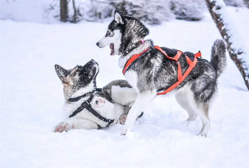 犬の肺高血圧症とは？症状・原因から治療法まで徹底解説
