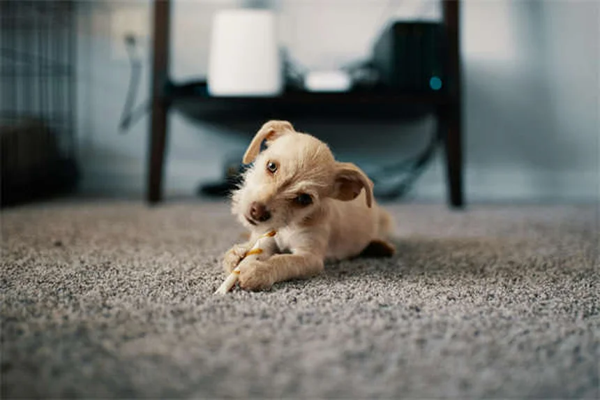 犬が何でも怖がる理由と対処法7選｜社会化不足から遺伝的要因まで徹底解説