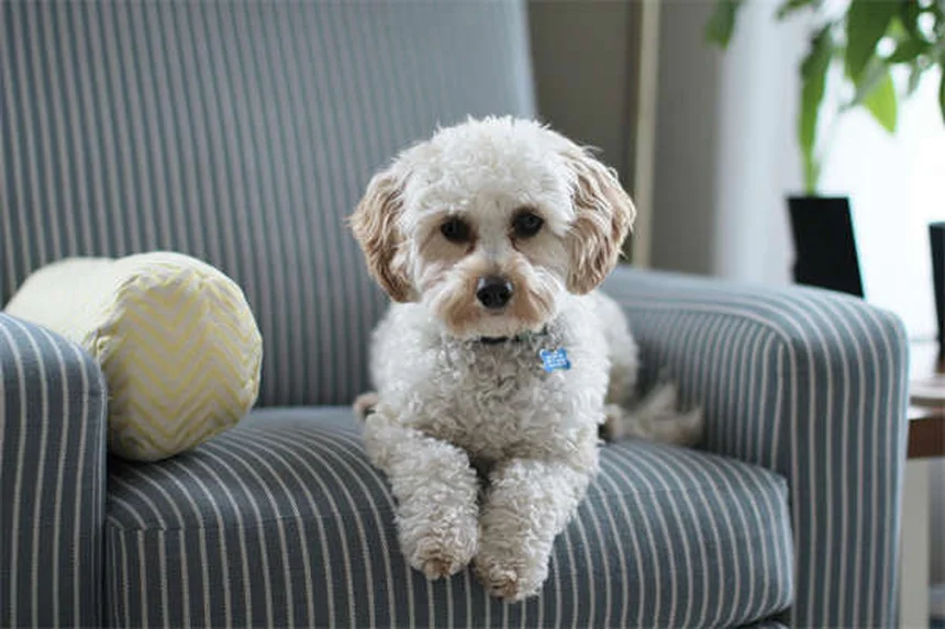 犬の年齢を人間換算する最新方法【サイズ別早見表付き】
