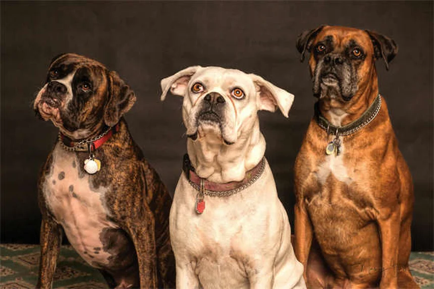 愛犬の関節炎を和らげる10の方法、獣医師が実践するコツ