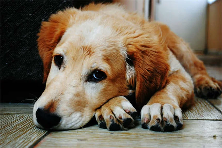 愛犬の関節炎を和らげる10の方法、獣医師が実践するコツ