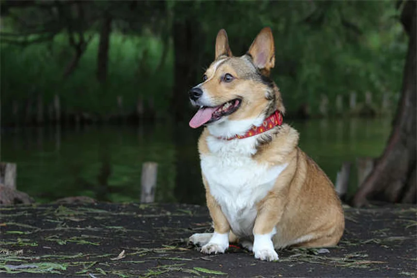 犬の散歩でやってはいけないNG行為と正しい方法6選