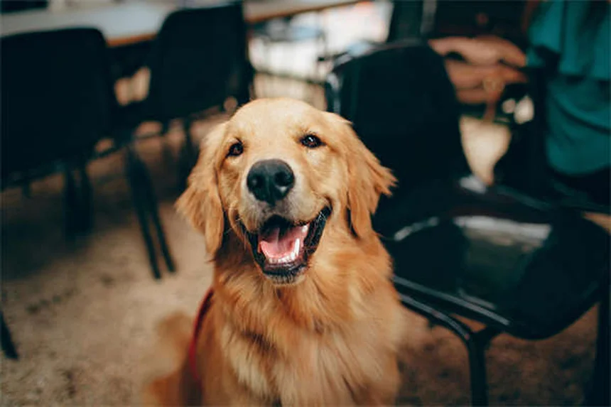犬のクッシング症候群にミトタンを使う前に知っておくべきこと