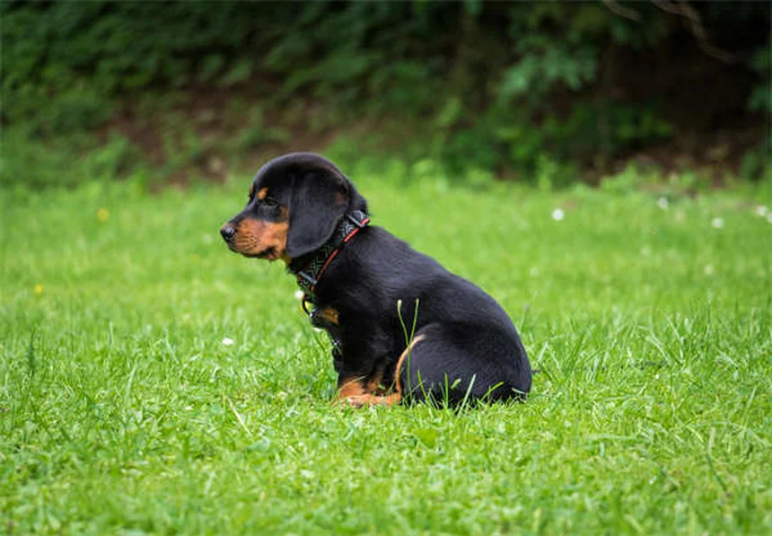 犬が笑うのは嬉しいだけじゃない！プロが教える本当の意味と見分け方