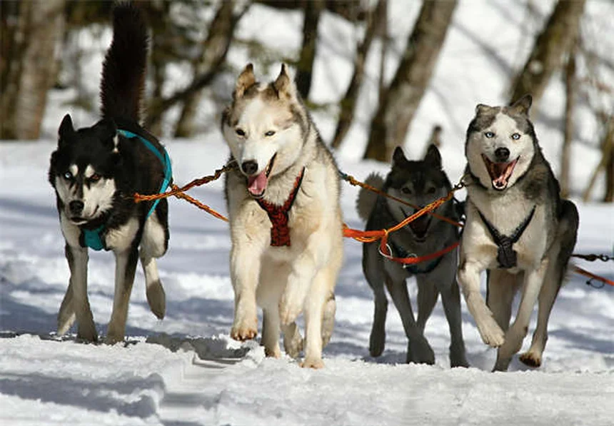 犬の腹腔内出血の症状と早期発見法｜見逃せないサインと即行動ガイド