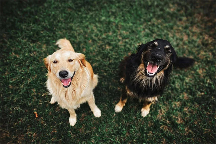 犬の腹腔内出血の症状と早期発見法｜見逃せないサインと即行動ガイド