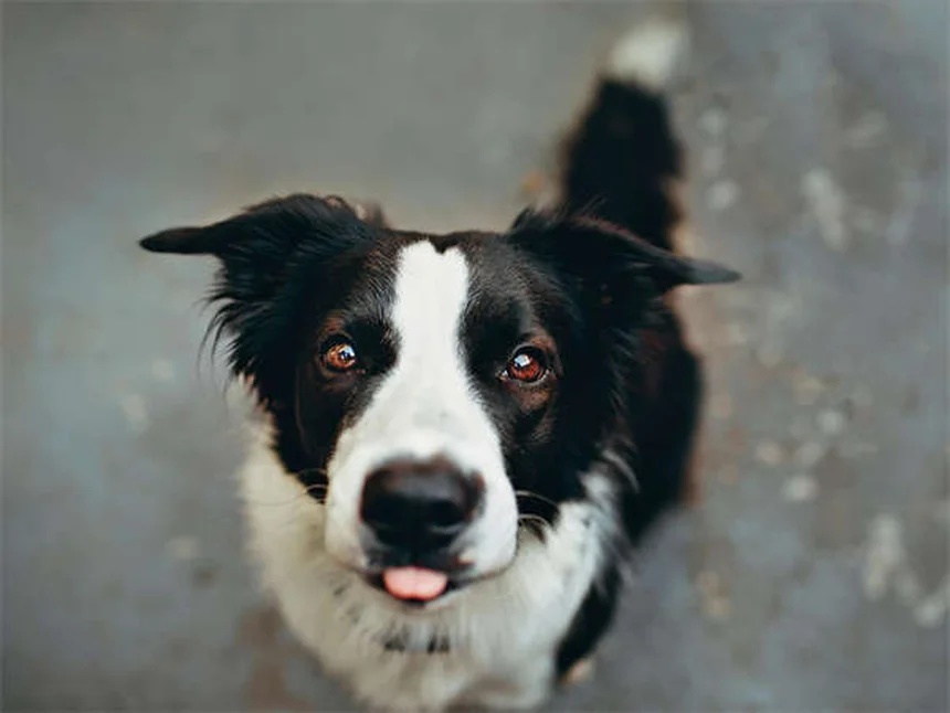 愛犬の破壊行動を防ぐ、7つの具体的な解決策
