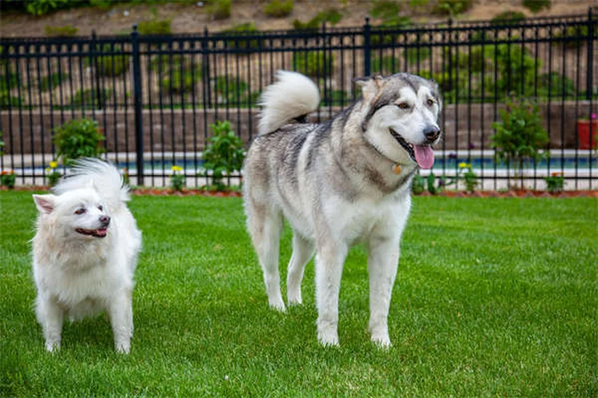 愛犬の破壊行動を防ぐ、7つの具体的な解決策