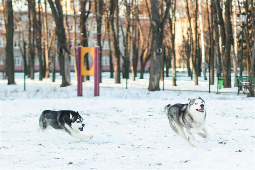 愛犬の破壊行動を防ぐ、7つの具体的な解決策