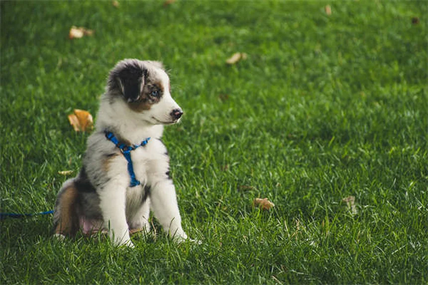 愛犬の破壊行動を防ぐ、7つの具体的な解決策