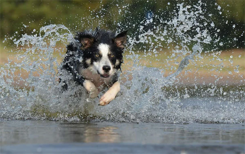 白い犬の飼い方完全ガイド17選！お手入れと健康管理のコツ